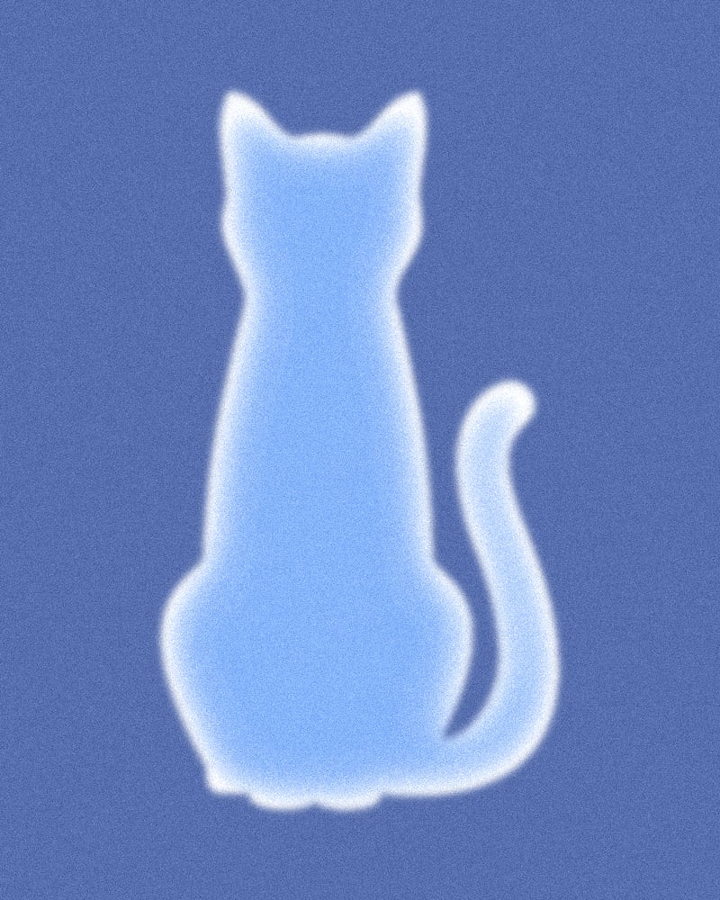 CAT.jpg